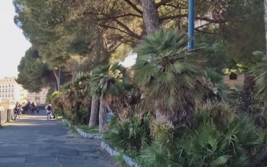 Genova, corso Podestà, nuovi controlli sugli alberi. Scarfì (Nuova Ecologia): "Un passo avanti, ma la battaglia continua"