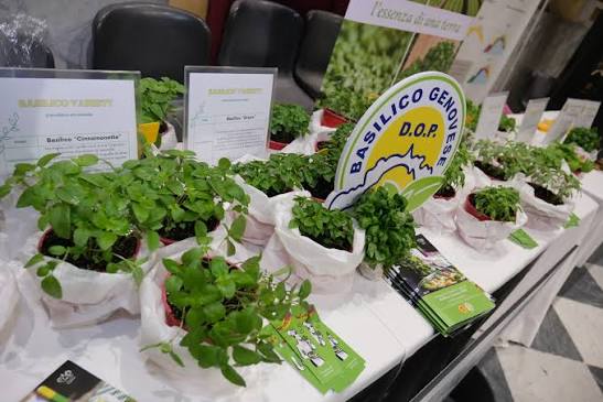 A Scignoria! la lezione sul basilico di Virgilio Pronzati: quale il vino migliore per il pesto? 
