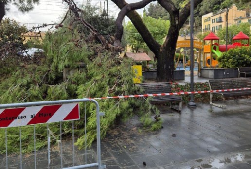 Maltempo, Monterosso: crolla pino marittimo di grandi dimensioni, niente danni alle persone