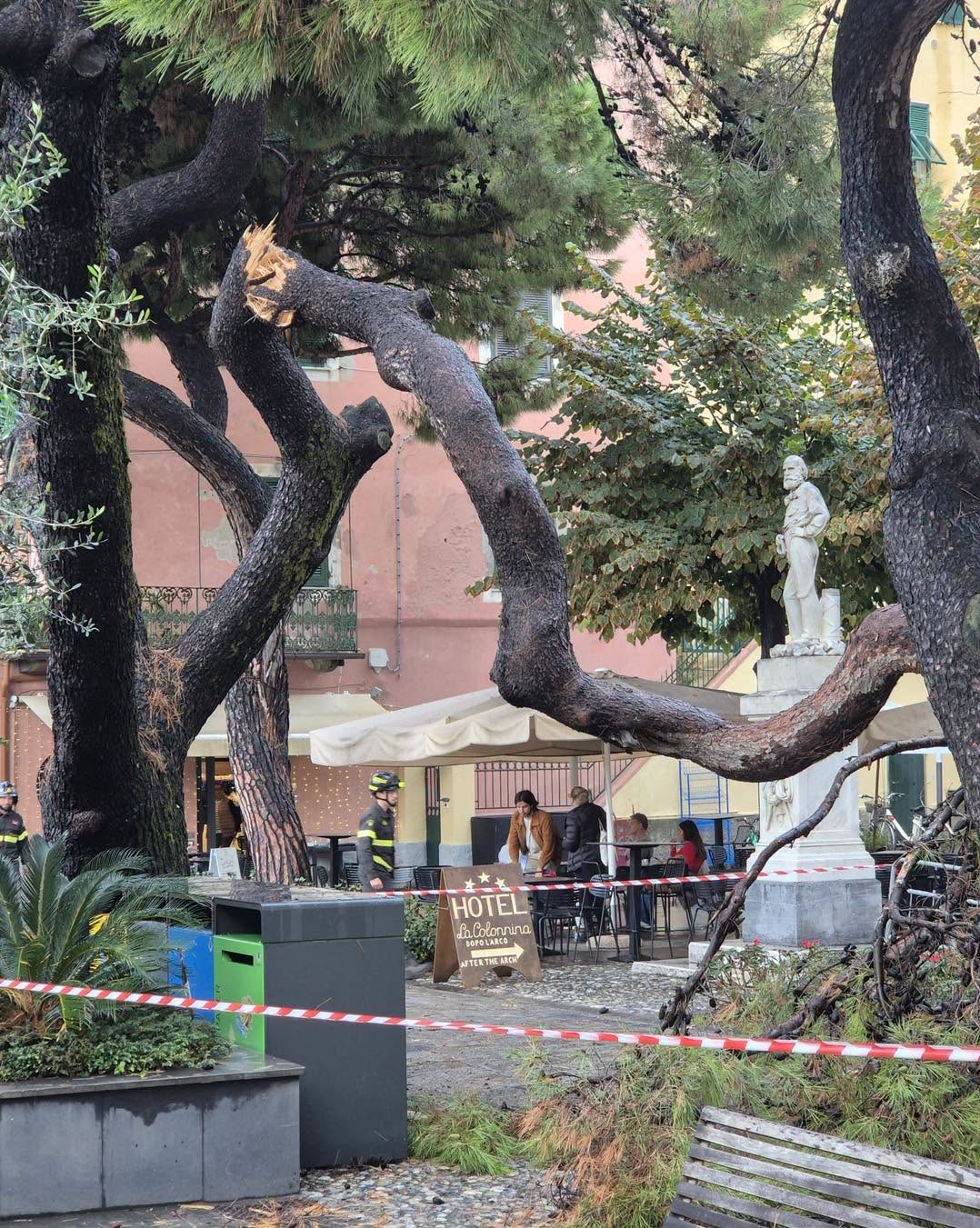 Maltempo, Monterosso: crolla pino marittimo di grandi dimensioni, niente danni alle persone