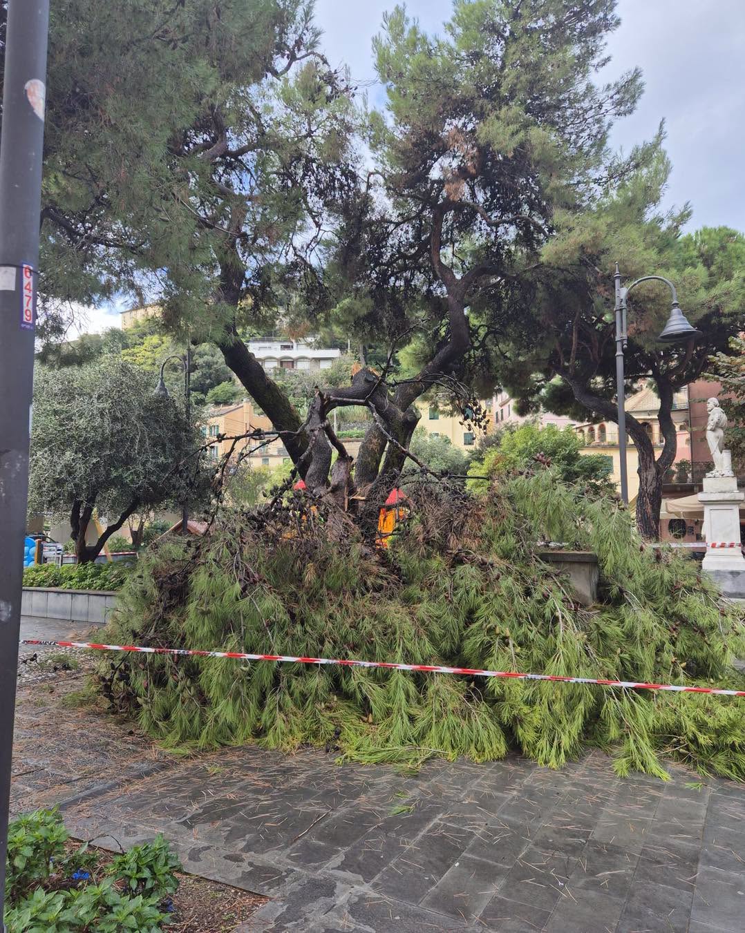 Maltempo, Monterosso: crolla pino marittimo di grandi dimensioni, niente danni alle persone