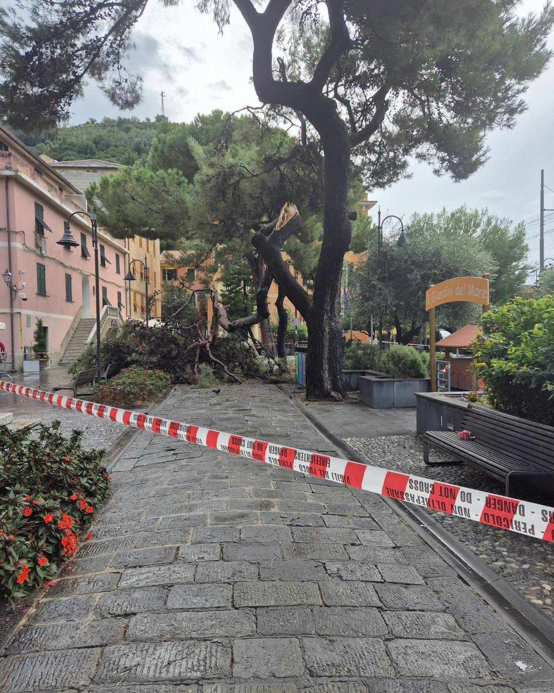 Maltempo, Monterosso: crolla pino marittimo di grandi dimensioni, niente danni alle persone
