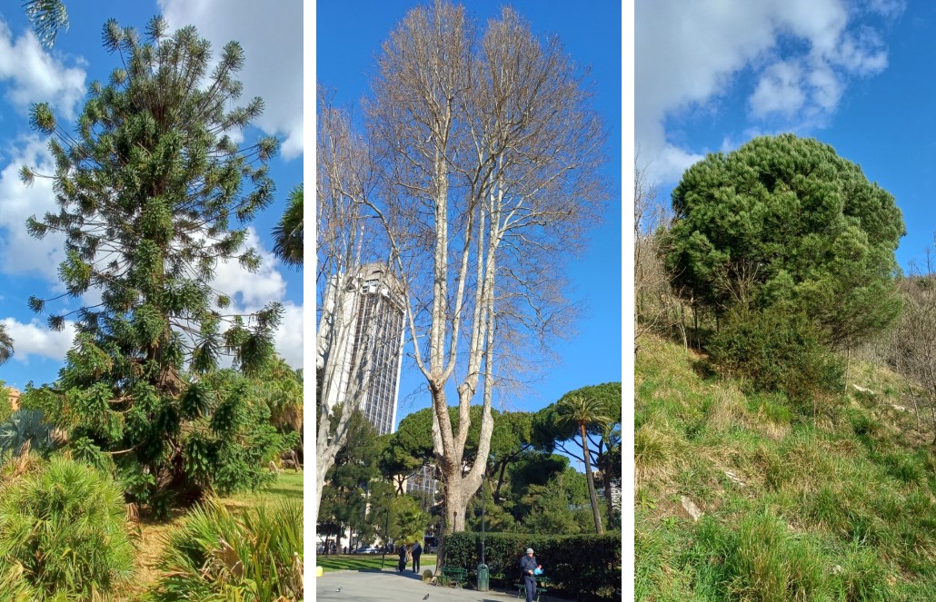 Genova, Acquario: “Si fa presto a dire albero”, il primo Mercoledì Scienza dedicato agli alberi