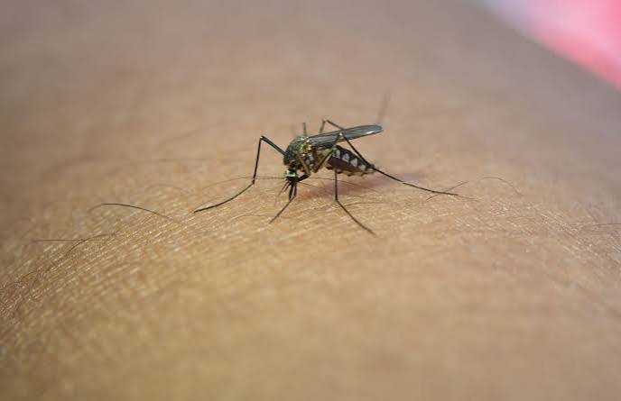 Virus West Nile a Genova, disinfestazione straordinaria in via Ruffini a Carignano