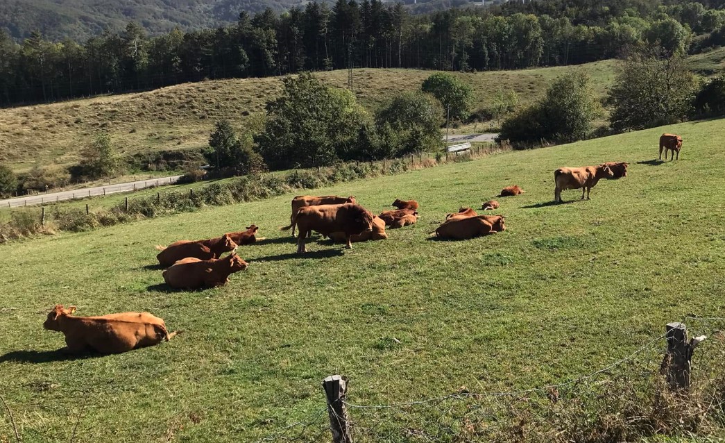 Dal letame nasce il metano: l’agricoltura diventa energia contro il caro-bollette