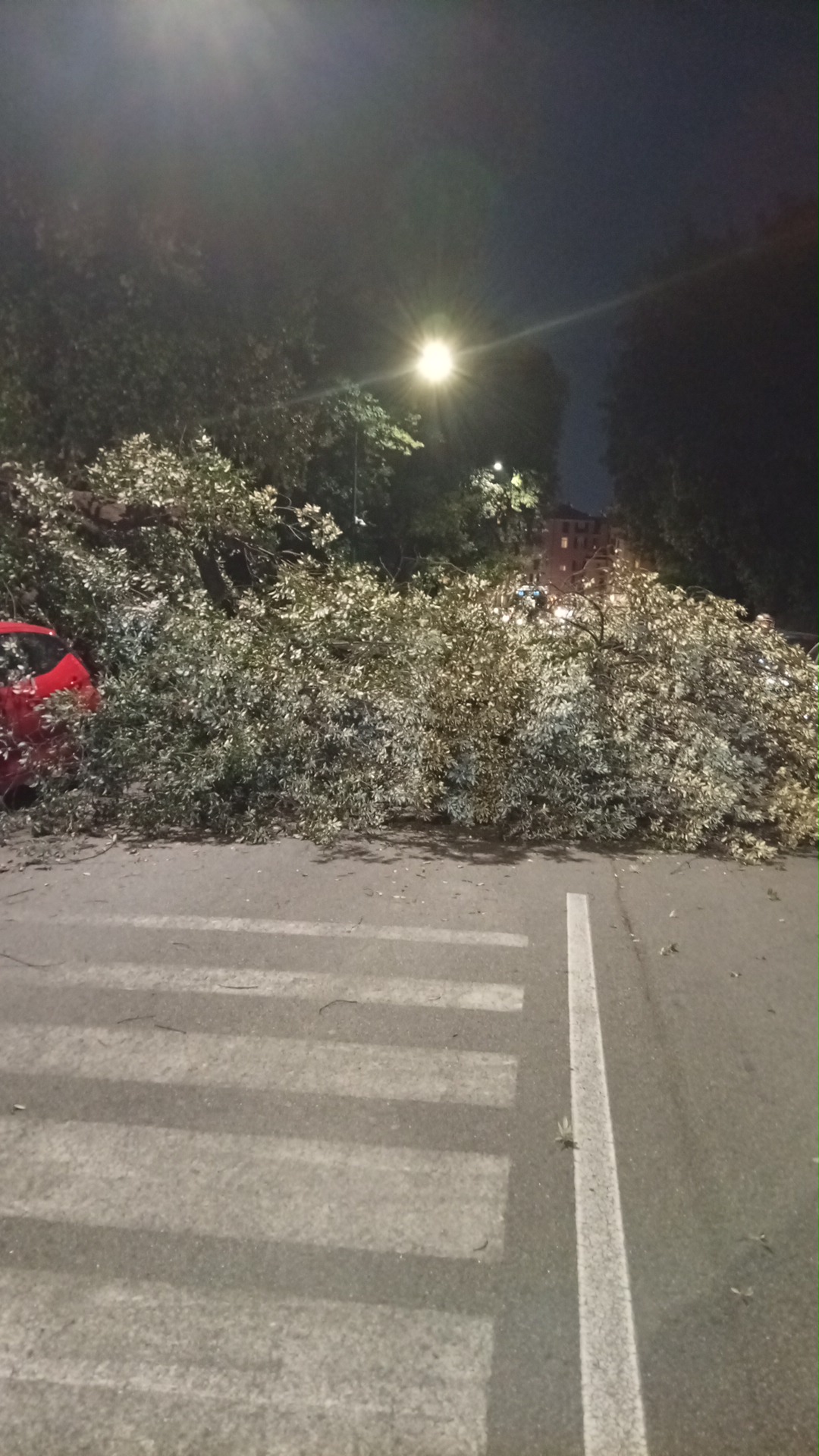 Genova, albero di grandi dimensioni cade in Via Brignole de Ferrari: traffico interdetto   