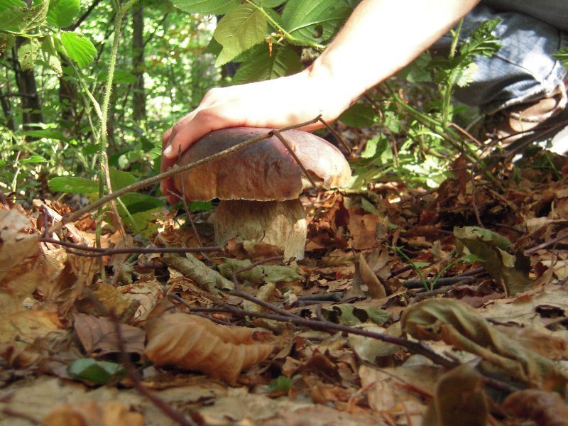 Funghi, buone prospettive per la "caccia" nei boschi liguri 