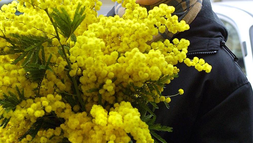 8 marzo, 40kg di mimose "abusive" sequestrati dalla Municipale