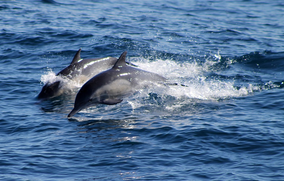In Liguria un accordo per tutelare il santuario dei cetacei
