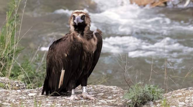Avvistato a Imperia un raro esemplare di avvoltoio monaco