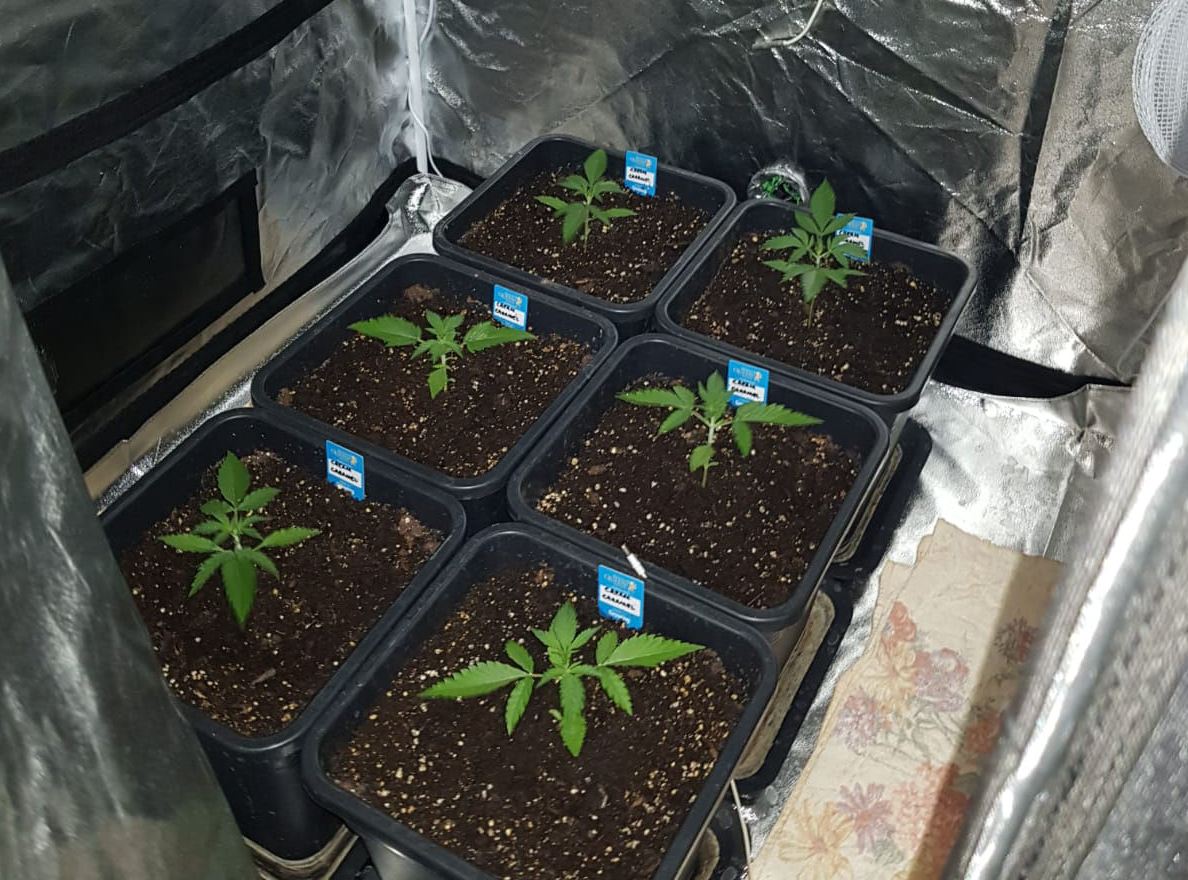 Due serre “fai da te” per coltivare cannabis a casa, denunciata 29enne