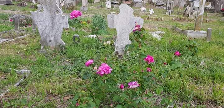 Rose, té e cultura: il piccolo cimitero monumentale di Murta torna a splendere