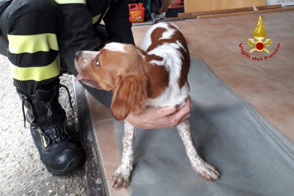 Incendio in appartamento a Castelletto. Pompieri salvano cane dalle fiamme