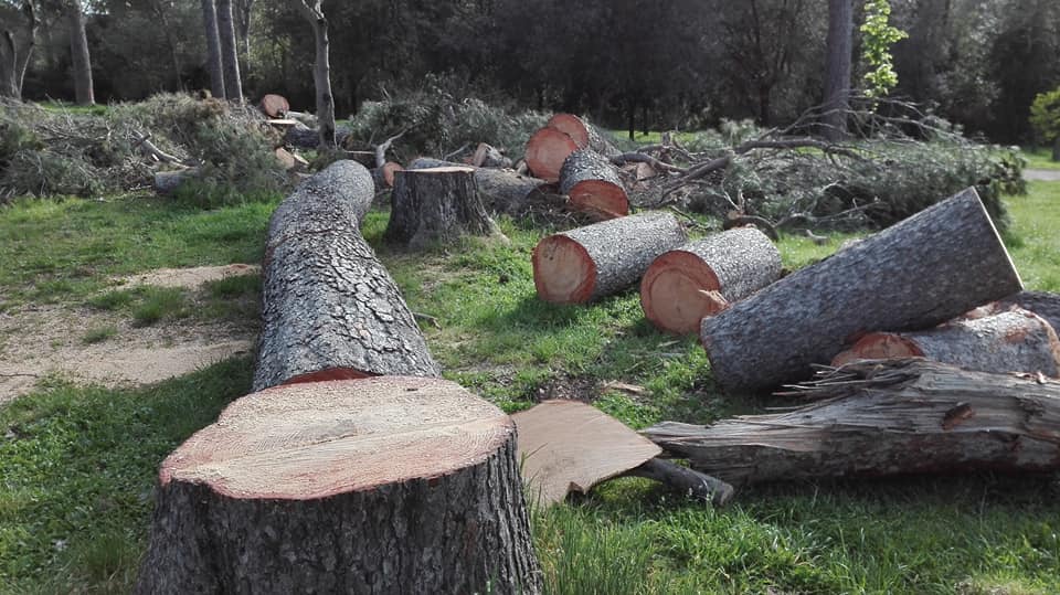 Val d'Aveto: taglia troppi alberi, maxi sanzione a imprenditore di legnami