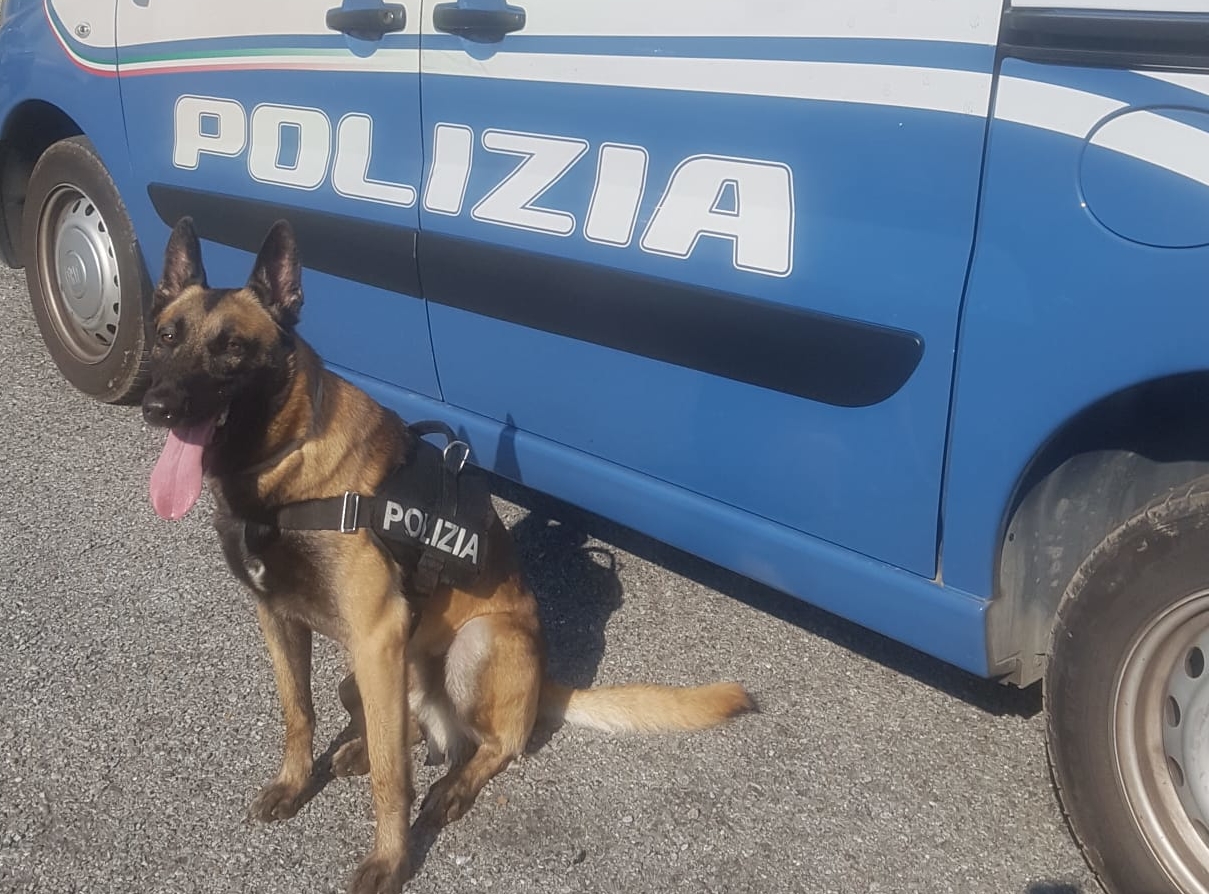 Constantin, il cane poliziotto, scova quasi 7 etti di hashish in un androne di un palazzo