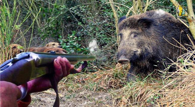 Caccia, Regione Liguria valuta il posticipo della caccia al cinghiale