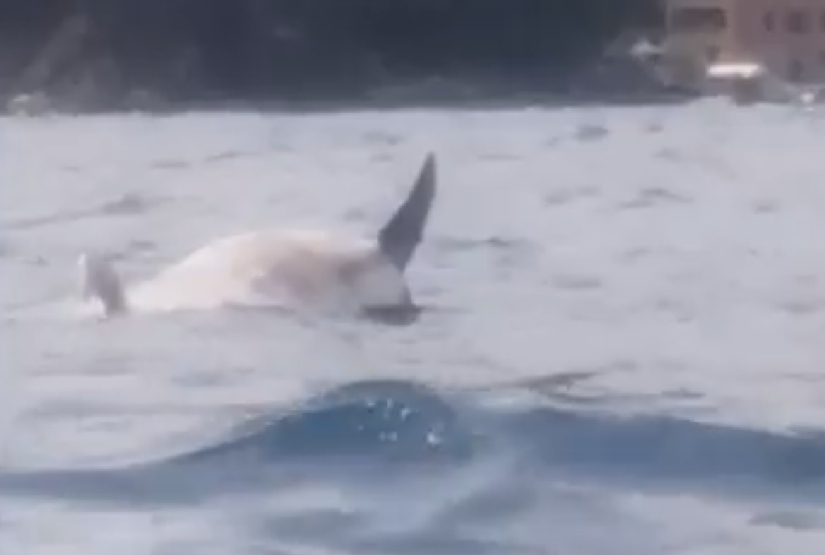 Moria di delfini in Liguria, trovata un'altra carcassa nel mare di Rapallo