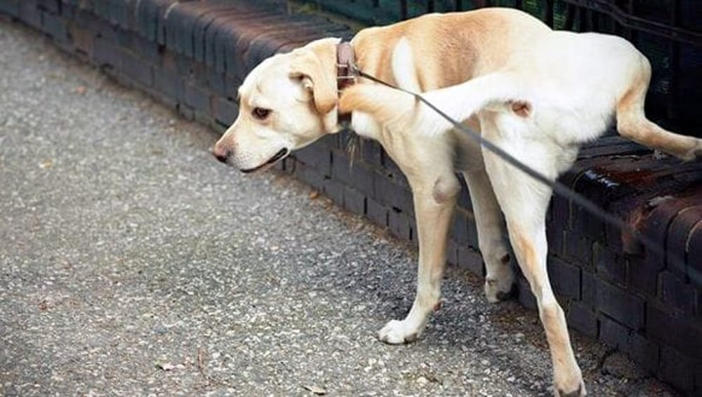 Norma anti-pipì a Genova, i proprietari di cani: "Paradossale, serve solo a fare cassa"
