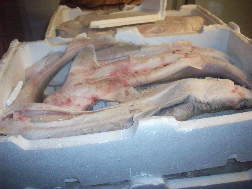 Sequestrati 350 chili di pesce mal conservato nel centro storico di Genova