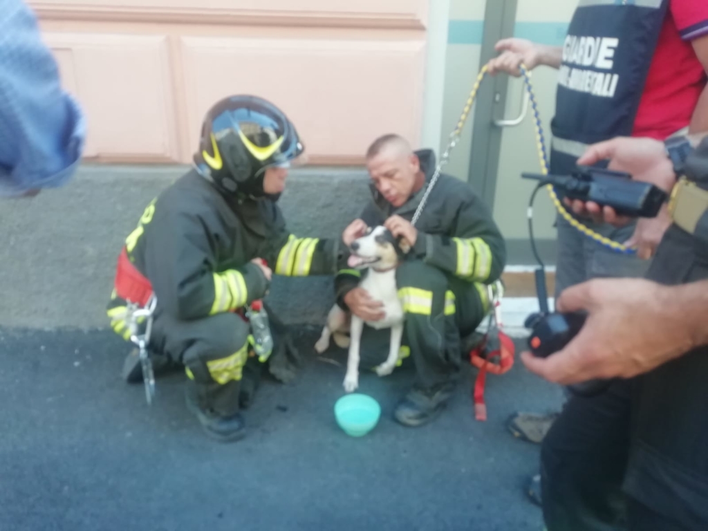 Maltrattamenti, cagnolino prelevato dai pompieri su un poggiolo e sequestrato