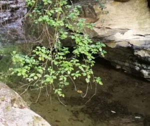 Identificato il cadavere ritrovato sabato ai laghetti di Nervi