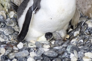 Acquario di Genova: è nato un pulcino di pinguino papua