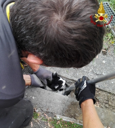 Spezia: Grazie a mini telecamera pompieri salvano gatto in un tubo di scolo