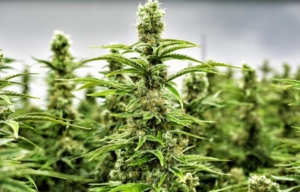Genova, coltiva 51 piante di cannabis. Arrestato