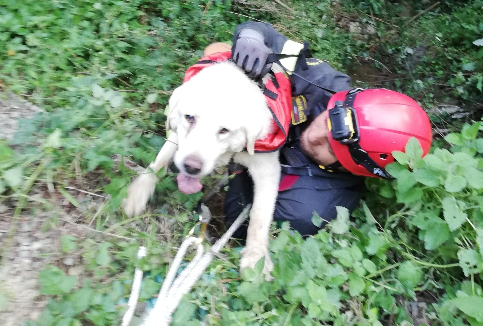 Cane precipita in un dirupo, salvato dai vigili del fuoco