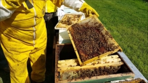 La Liguria chiede lo stato di calamità naturale per gli apicoltori