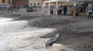 Bogliasco, trovato un delfino spiaggiato: sarà rimosso martedì