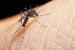Caso di dengue a Genova, tutte le vie interessate alla profilassi